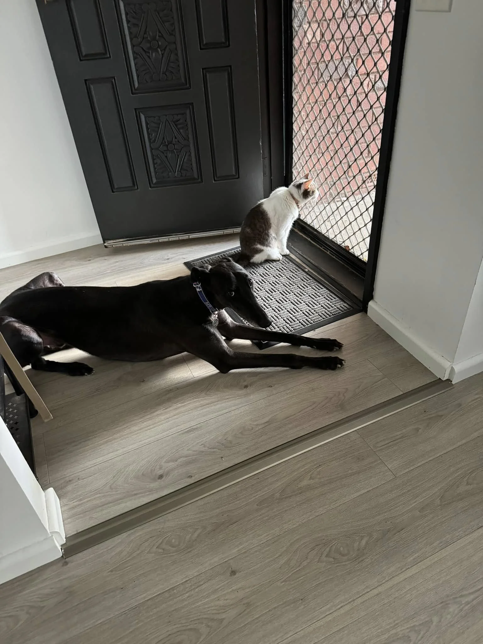 A black dog is lying on the floor near a door, looking outside. A white and brown cat is sitting on a doormat near a screen door, gazing outside.