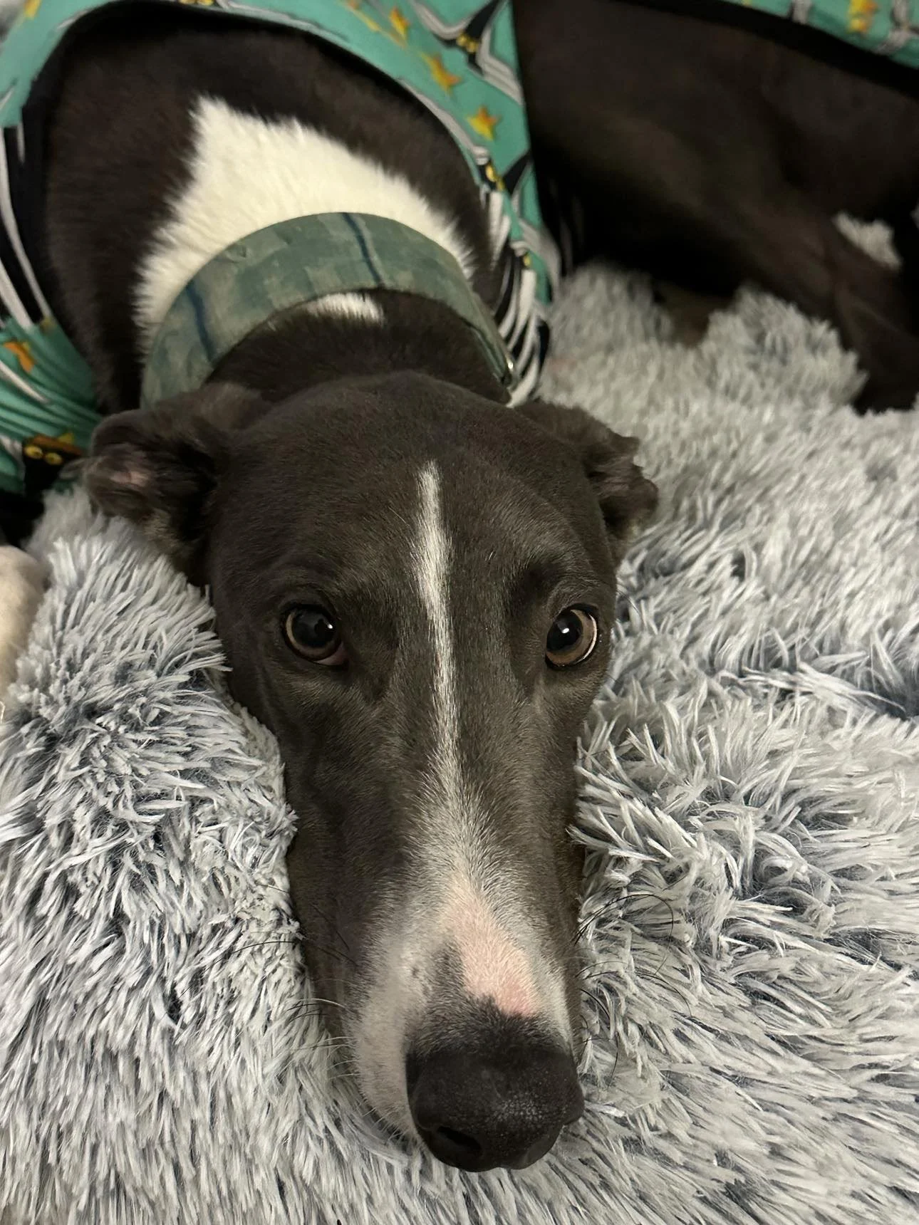 A gray and white dog with a pink nose lying on a fluffy gray blanket, looking directly at the camera.