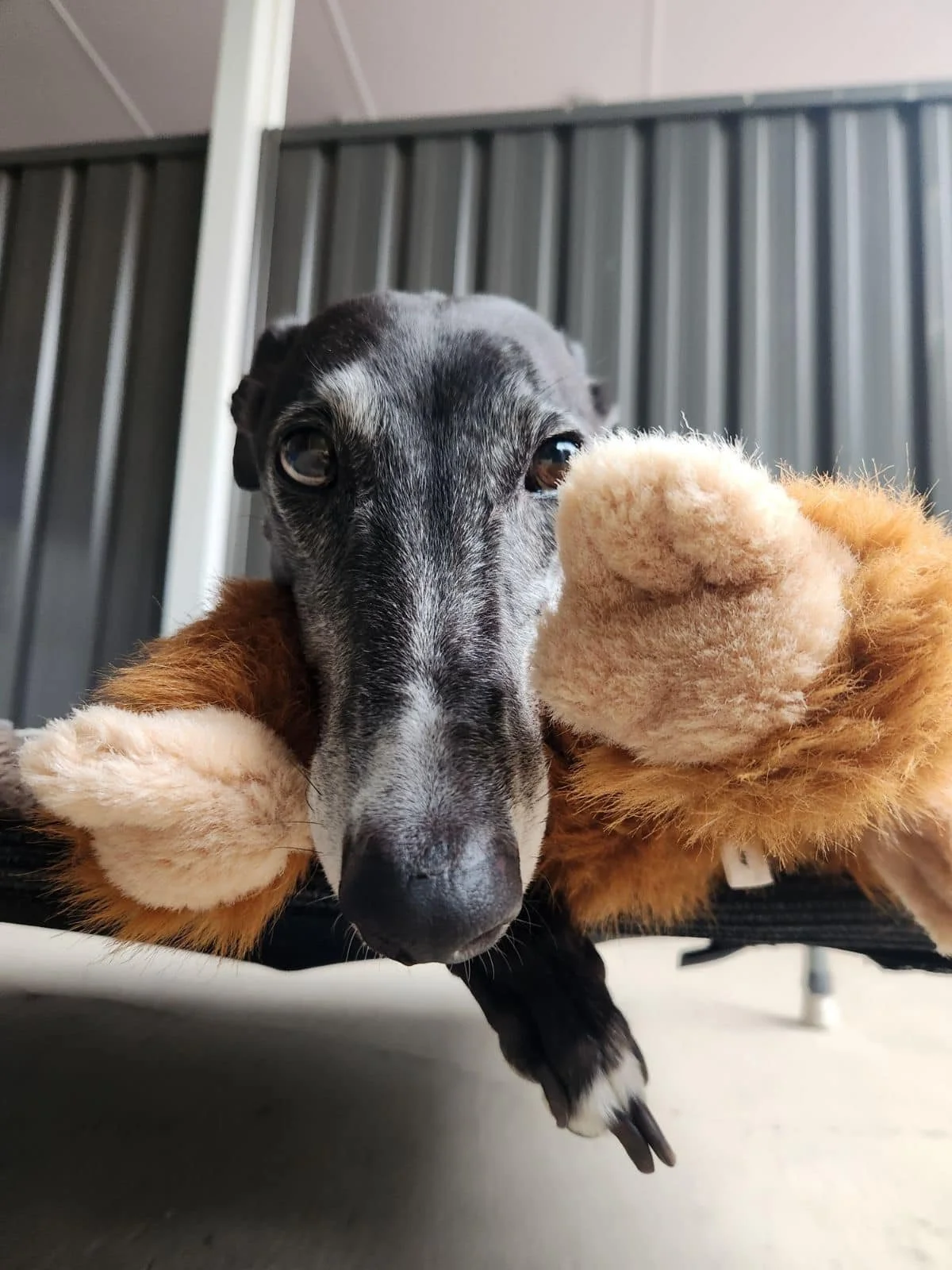 Close-up of a greyhound dog's face resting on a plush toy with a brown body and beige paws, lying on a surface with a metallic fence in the background.