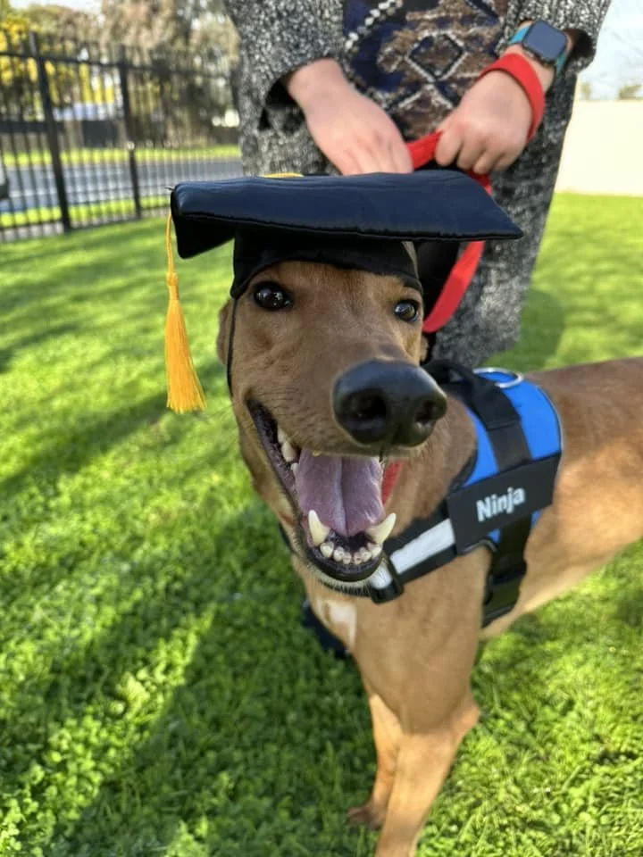Happy brown dog wearing a graduation cap with a yellow tassel and a blue harness labeled 'Ninja', standing on grass on a sunny day.