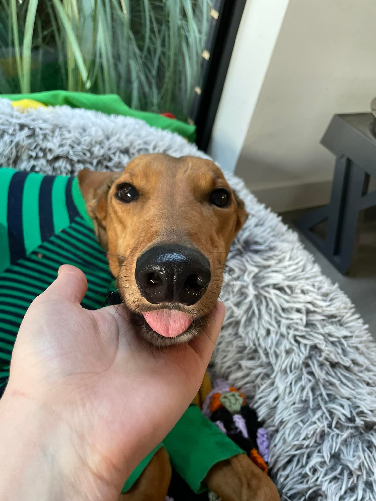A dog with brown fur and a black nose, lying on a fluffy gray blanket, has a person's hand gently holding its chin, and the dog's tongue slightly sticking out, with a window showing plants in the background.