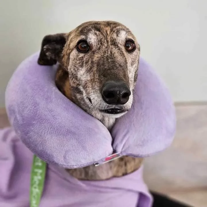 A brindle-coated dog wearing a purple healing cone around its neck and sitting on a purple blanket or towel.