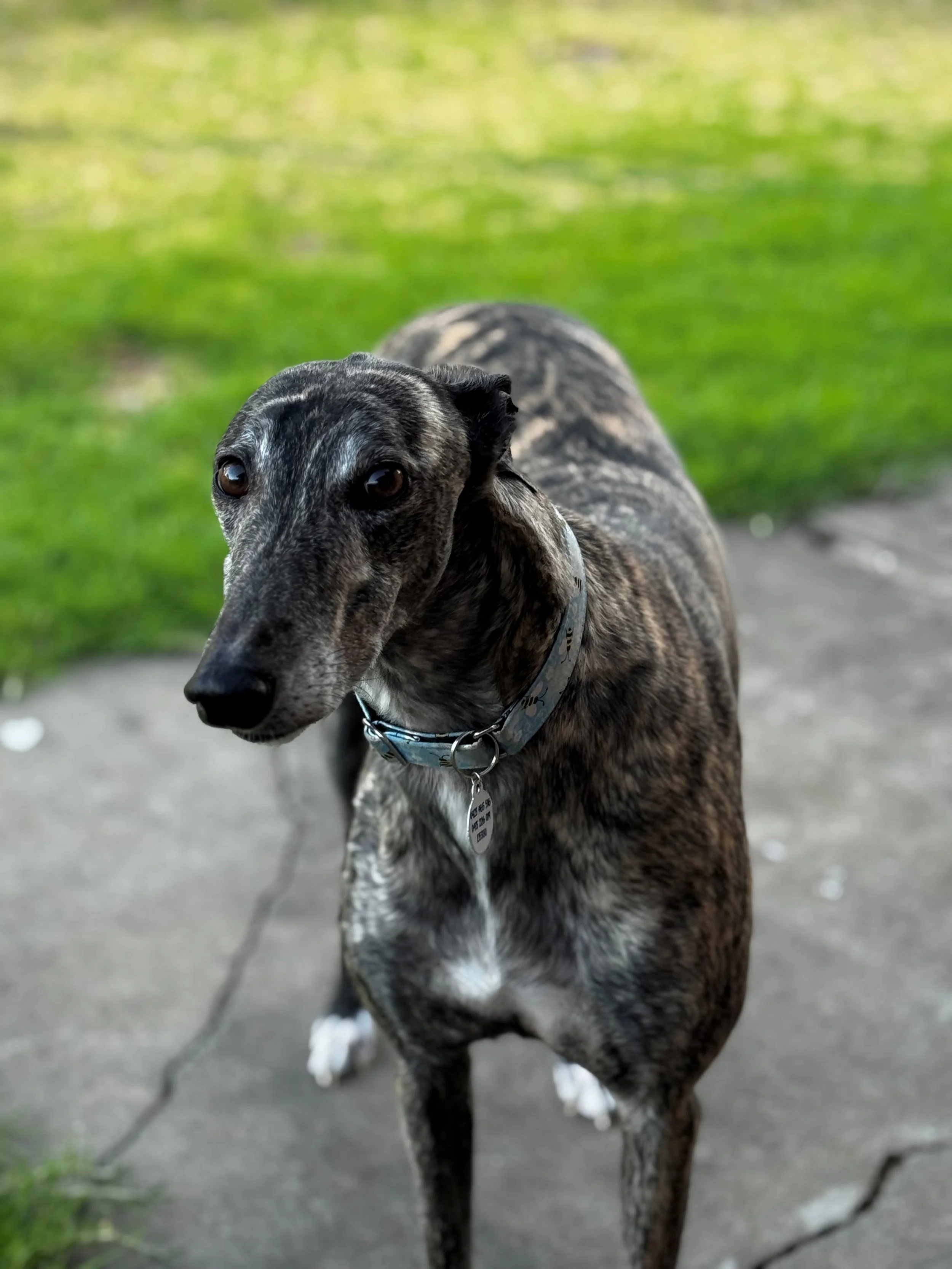 Brindle greyhound dog standing on a concrete path with green grass background.