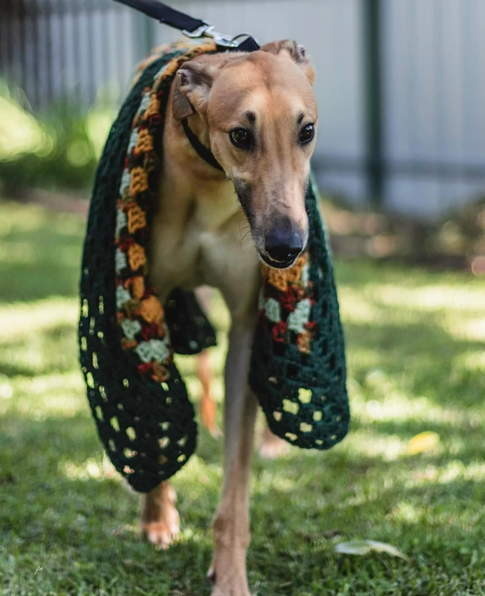 A dog walking on grass, wearing a colorful crocheted blanket draped over its back.
