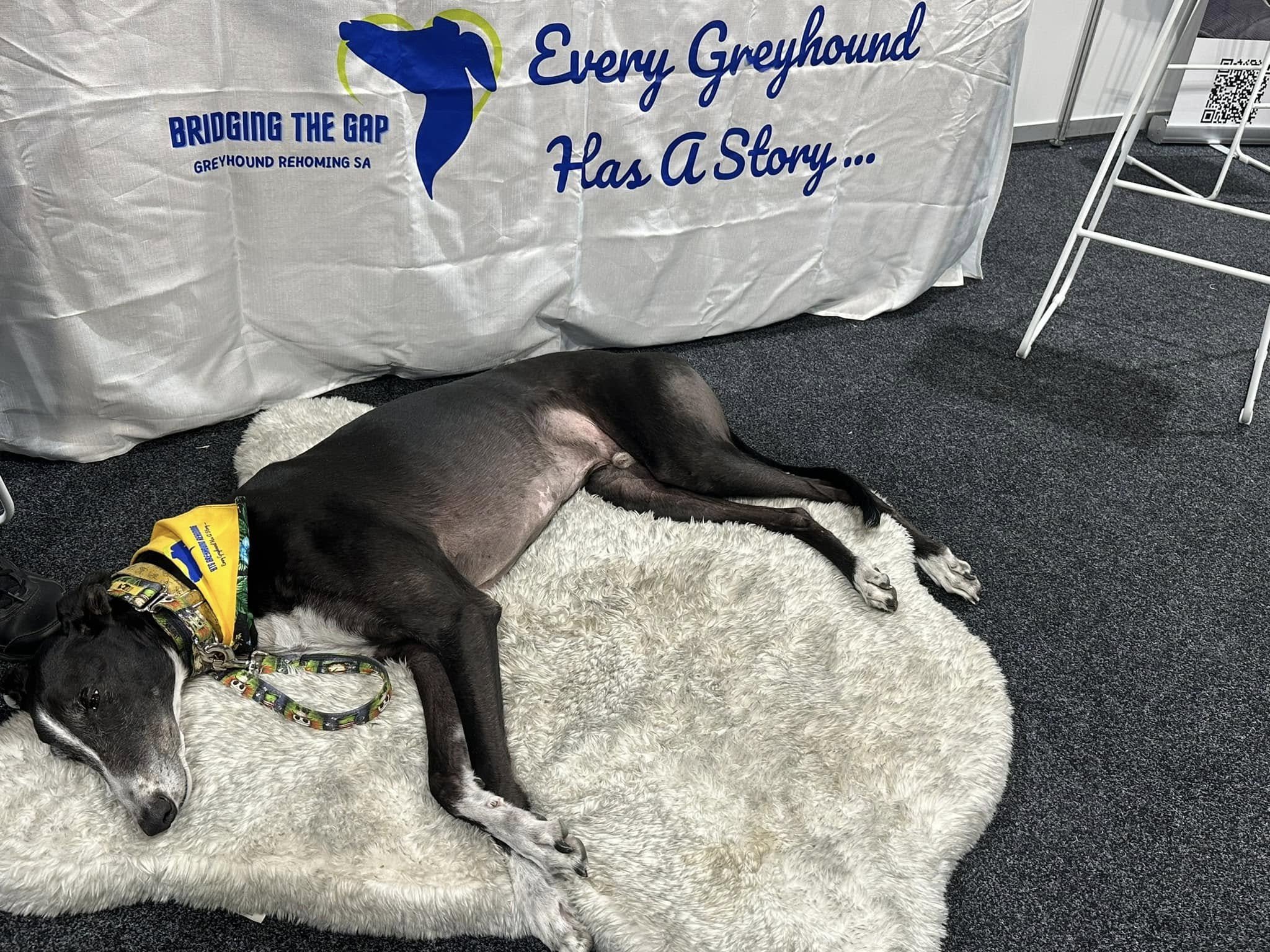 A black greyhound with a yellow bandana and a colorful collar lies on a fluffy cream-colored rug at a greyhound rehoming event. Behind, a banner reads 'Every Greyhound Has a Story...' with a blue silhouette of a greyhound and the text 'BRIDGING THE GAP GREYHOUND REHOMING SA'.