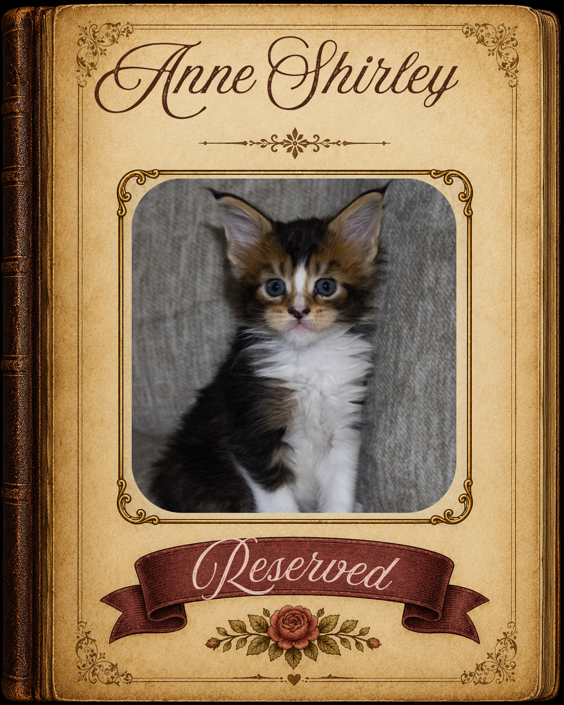 Anne Shirley Reserved