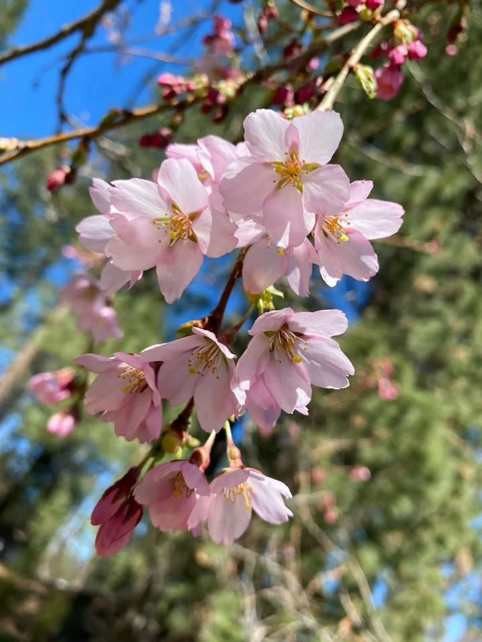 Happy Spring! 🌸

New week, new lineup, featuring incredible chefs and flavors from around the world!

&bull; Wednesday: Iraqi cuisine with Chef Entisar
&bull; Thursday: Chinese cuisine with Chef Mei Ping
&bull; Friday: Kurdish dishes by Seenam &amp;