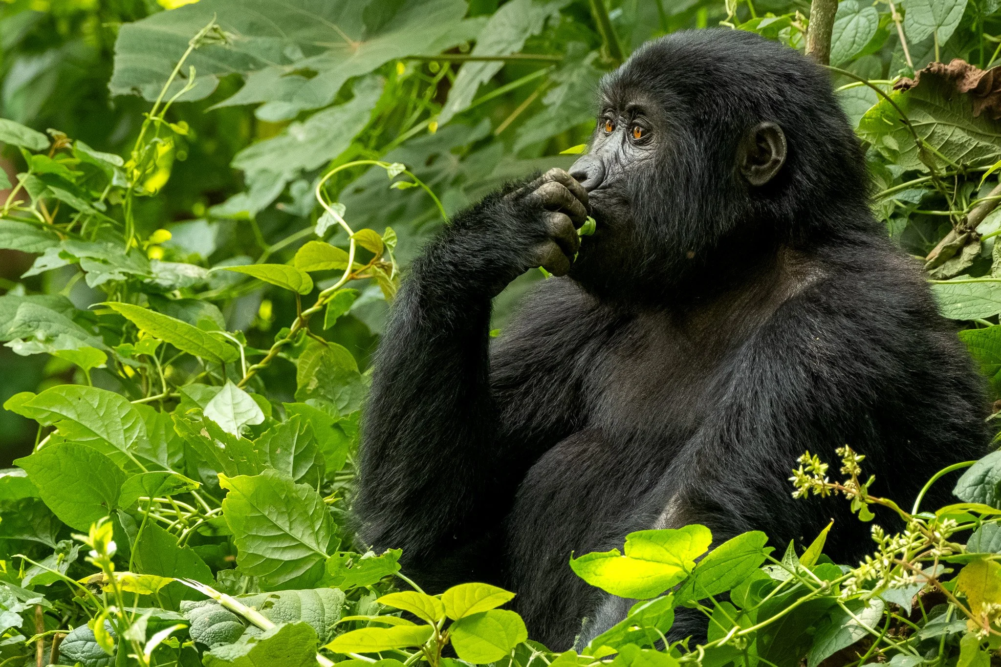 Female Gorilla, Bwindi Impenetrable Forest, Uganda, July 2025