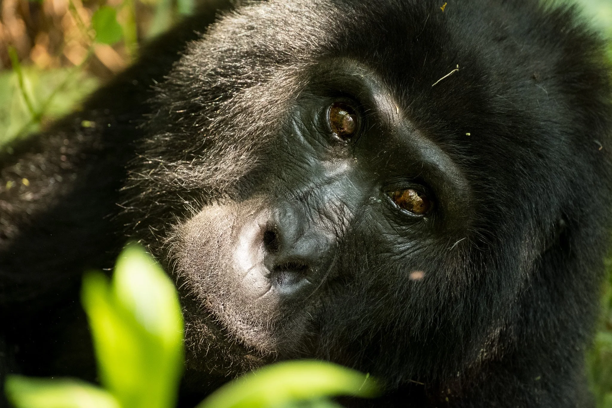 Female Gorilla, Bwindi Impenetrable Forest, Uganda, July 2025