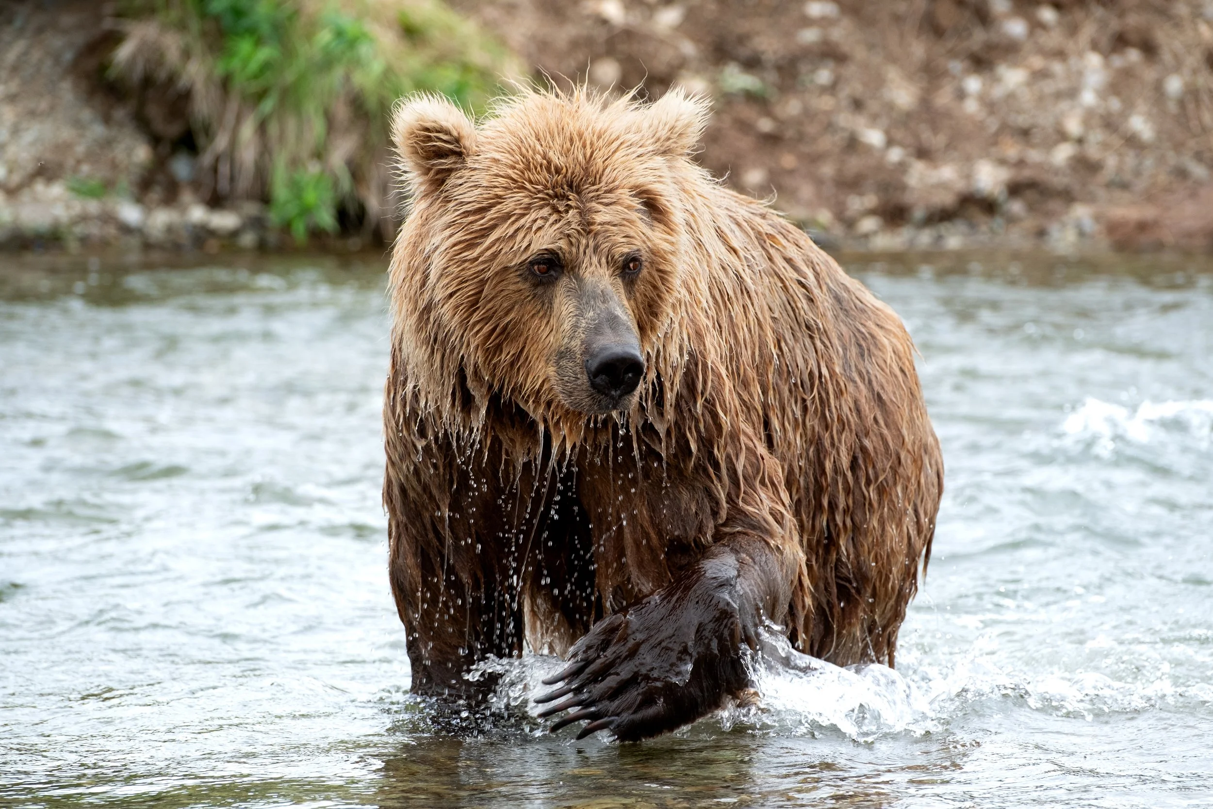 Bears