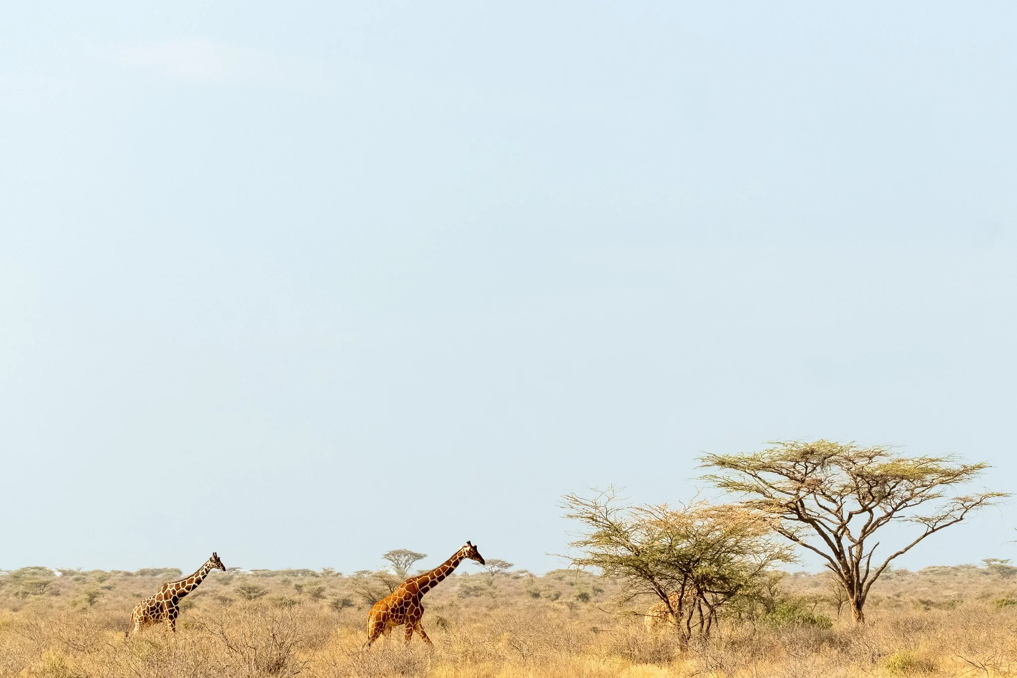Reticulated Giraffes, Nakuru National Park, Kenya, August 2025