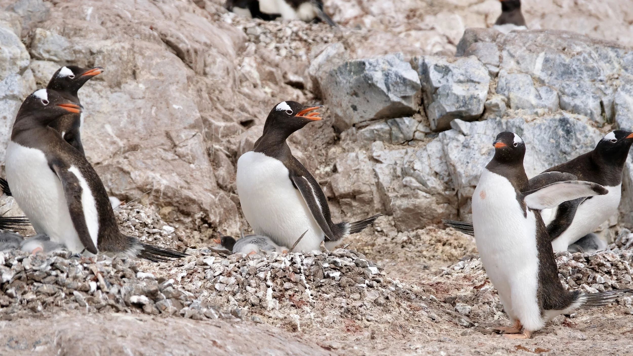 Gentoo Penguins, Antarctica, January 2018