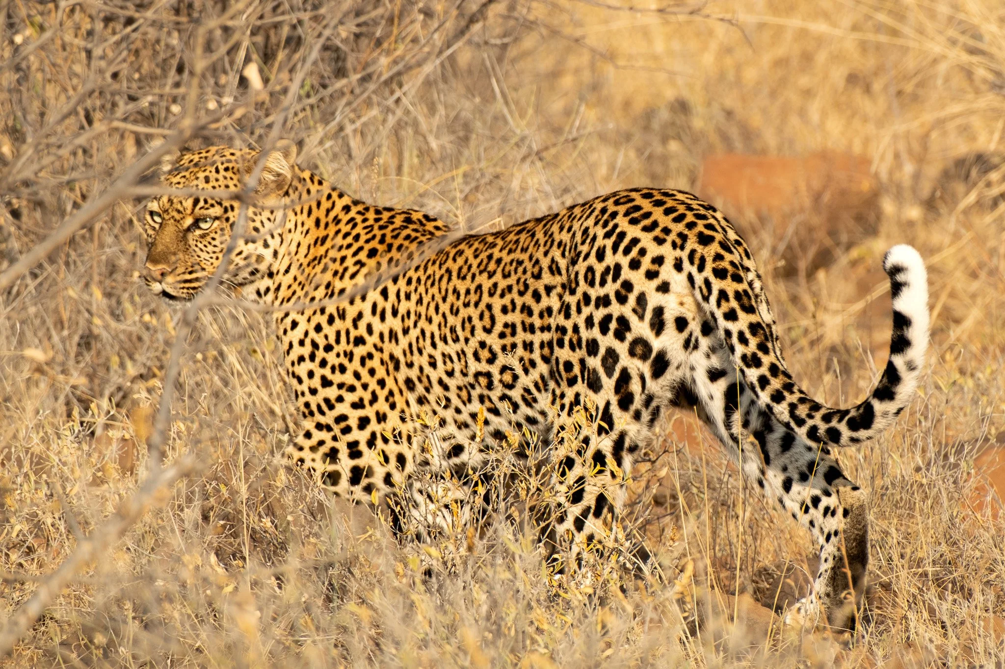 Leopard, Samburu National Reserve, Kenya, July 2025