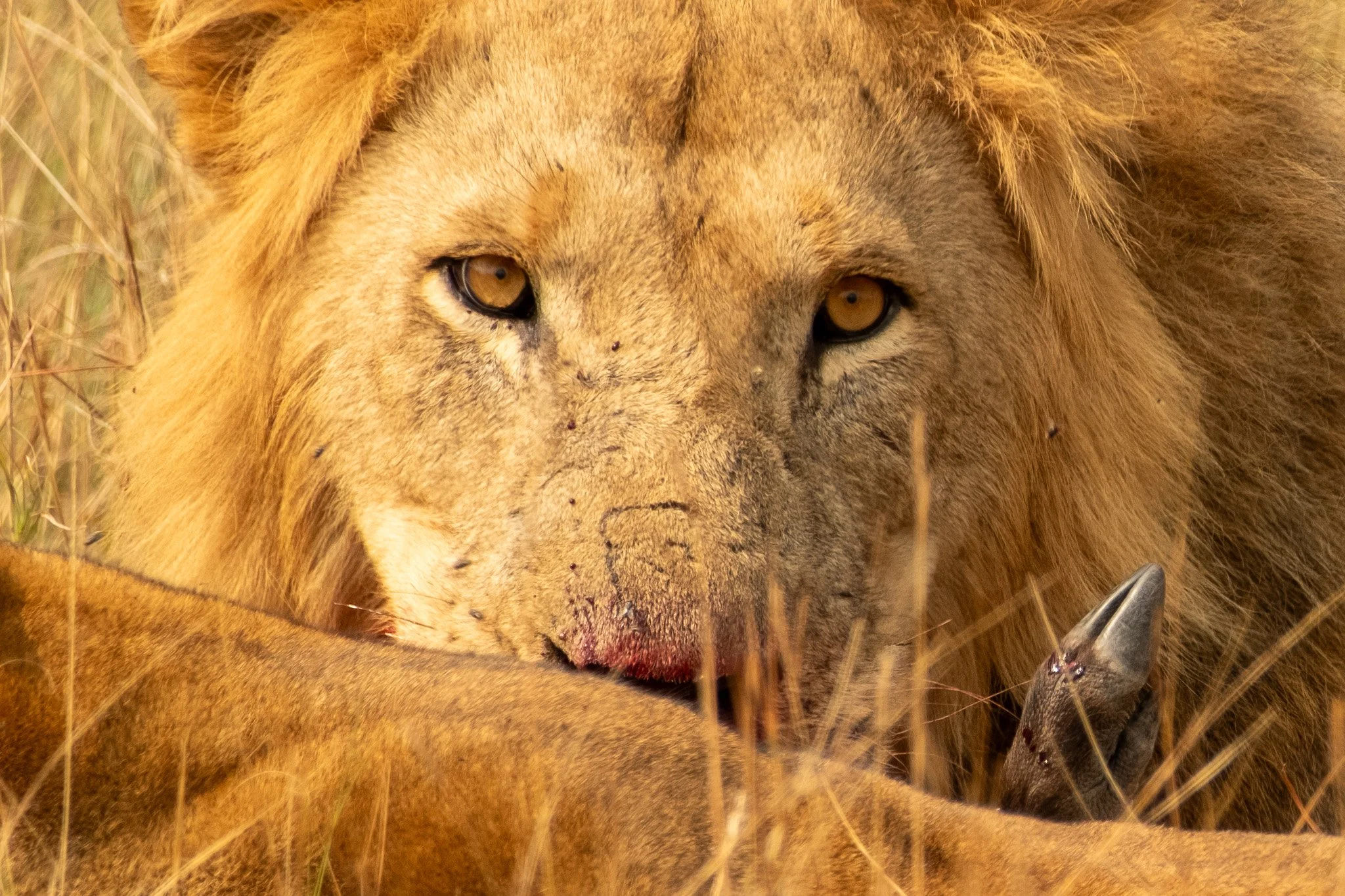 Lion, Murchison Falls National Park, Uganda, July 2025