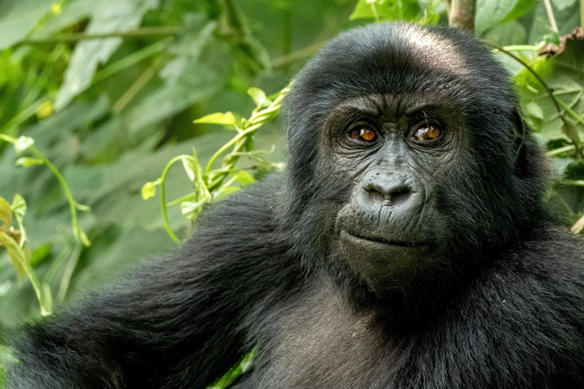 Female Gorilla, Bwindi Impenetrable Forest, Uganda, July 2025