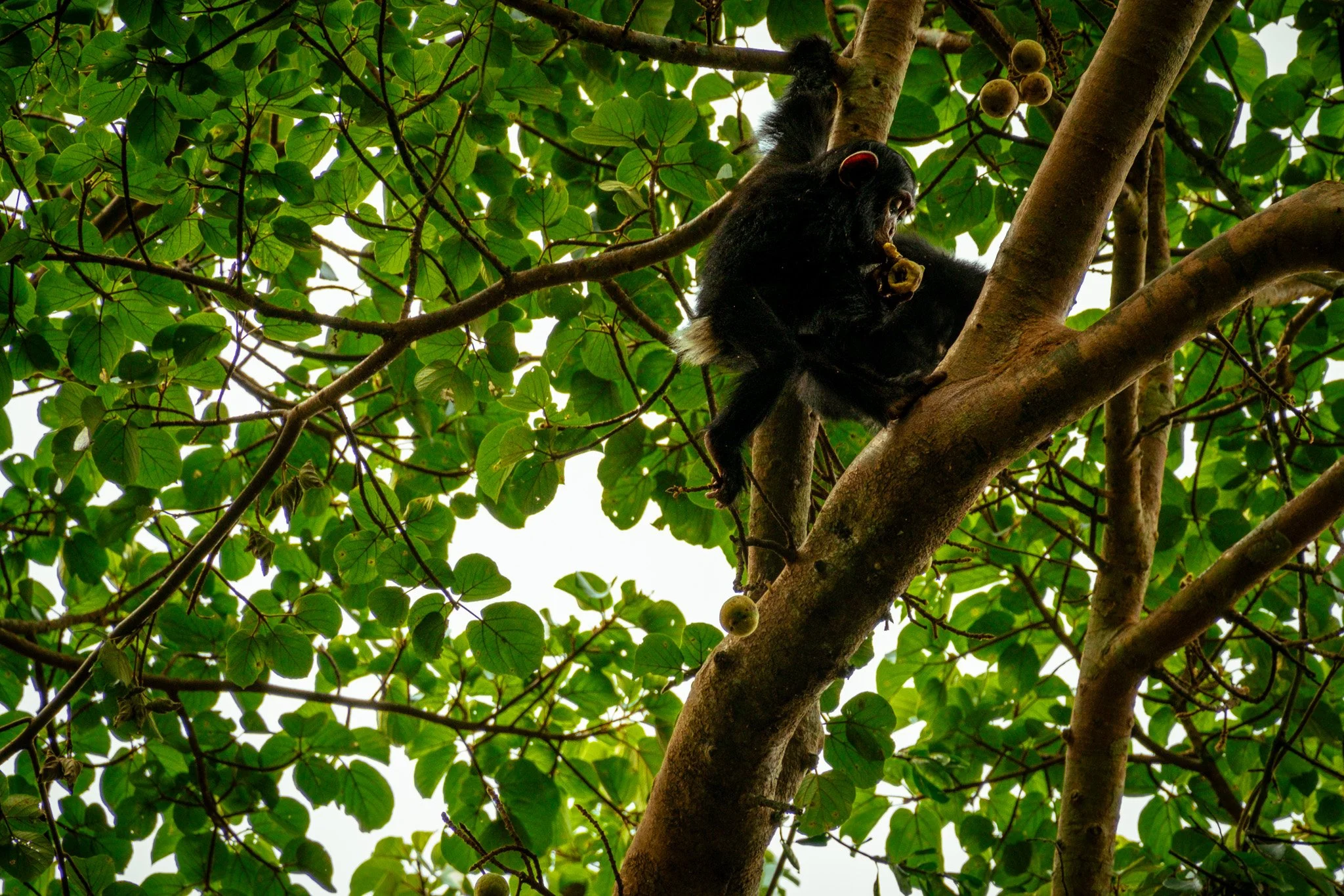Baby Chimpanzee, Kibale National Park, Uganda, July 2025