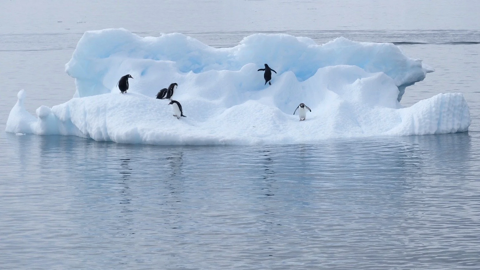 Gentoo Penguins, Antarctica, January 2018