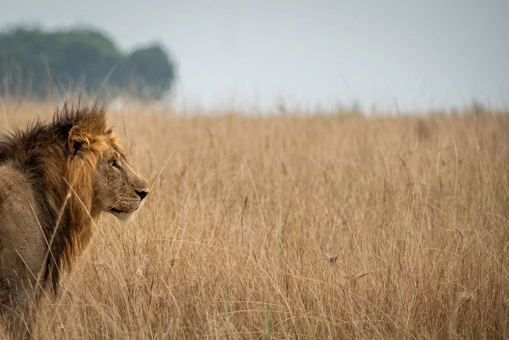 A male lion sits in tall, dry grass in a savannah landscape in Queen Elizabeth National Park, Uganda, looking attentively into the distance.