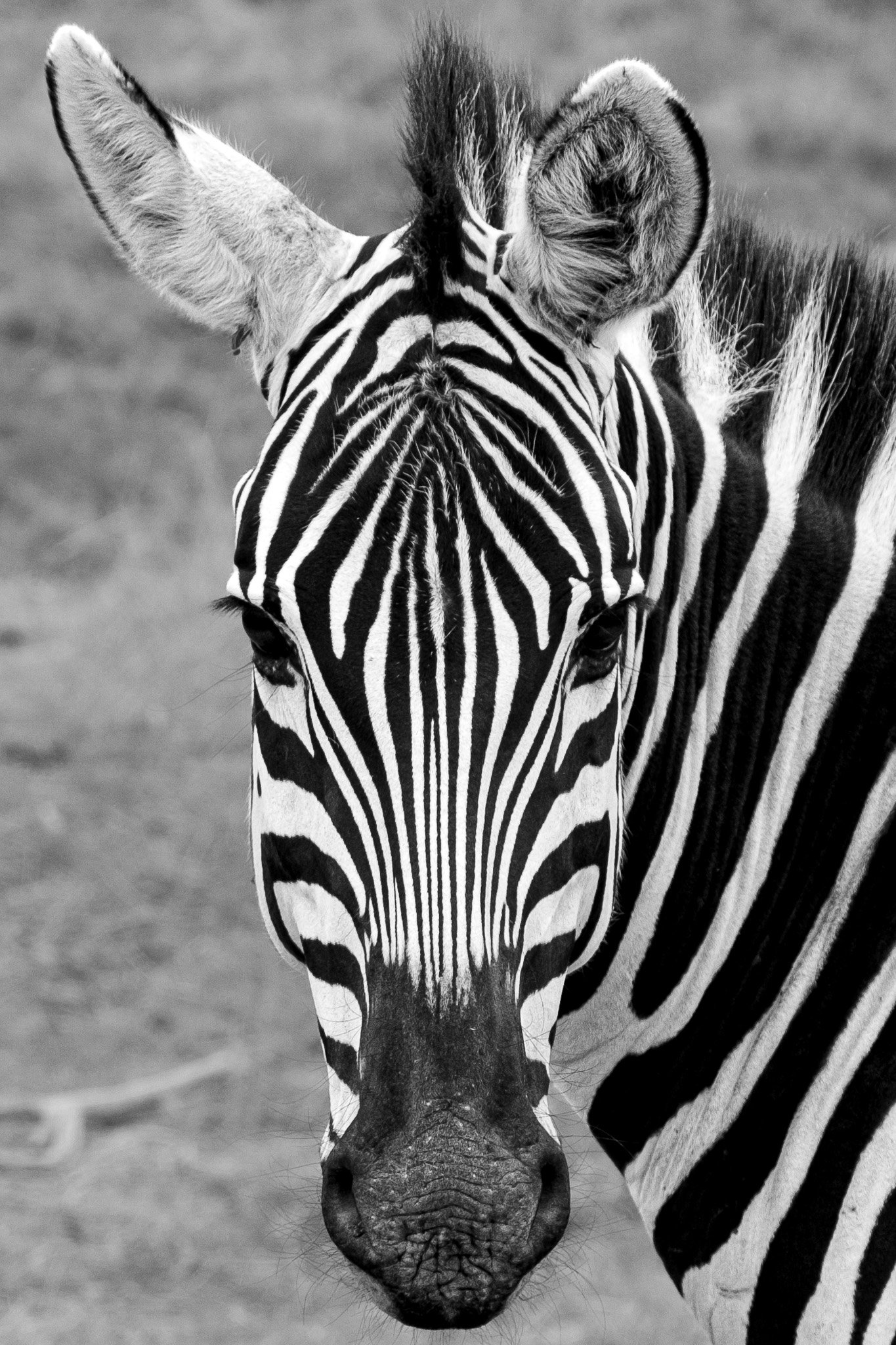 Zebra, Amboseli National Park, Kenya, August 2025