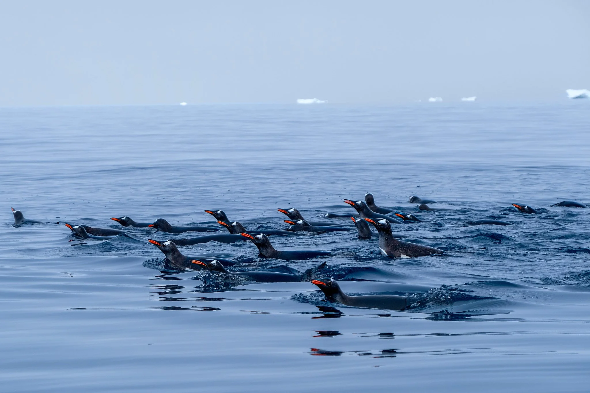 Gentoo Penguins, Antarctica, January 2018