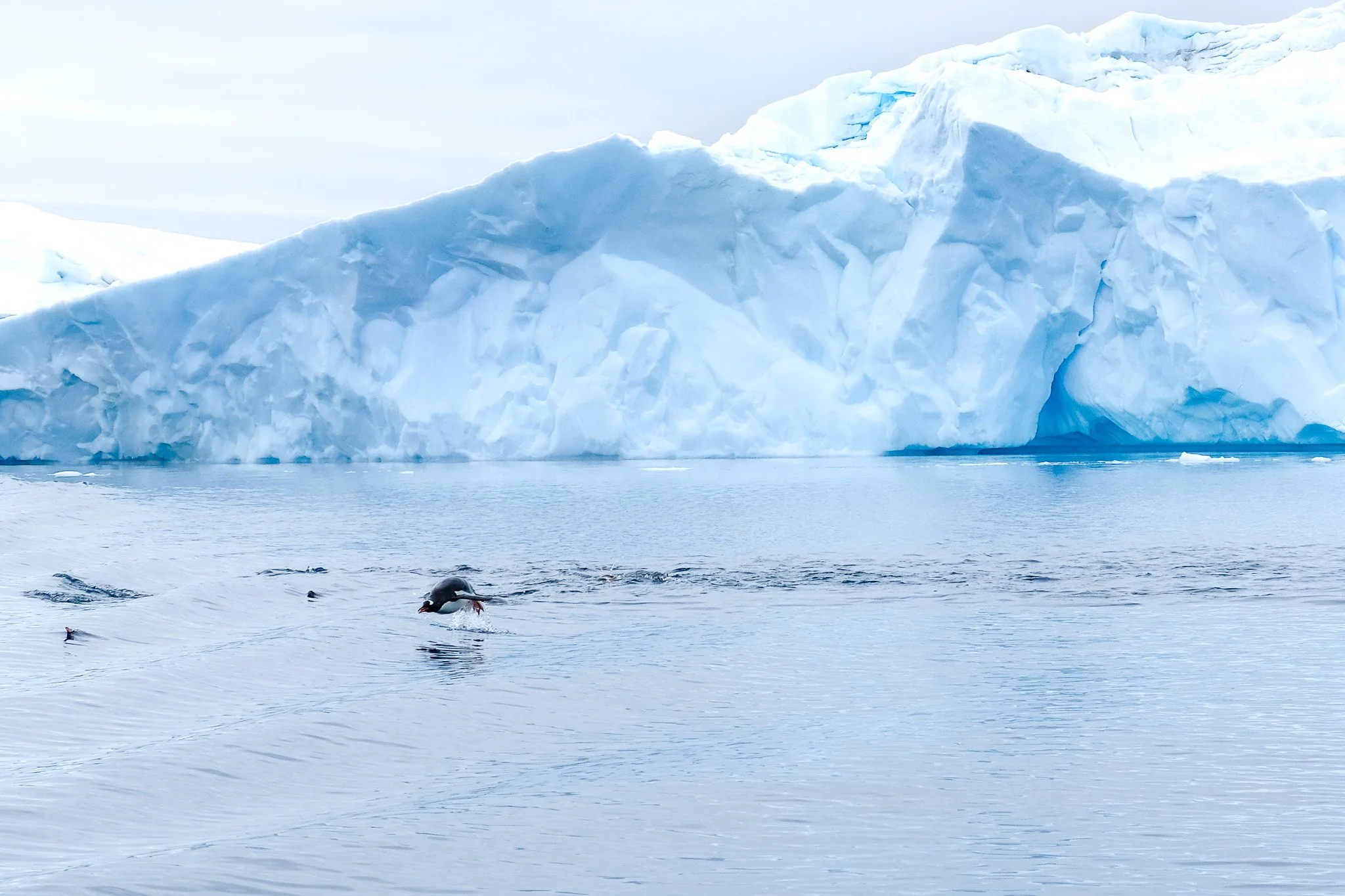 Gentoo Penguin, Antarctica, January 2018