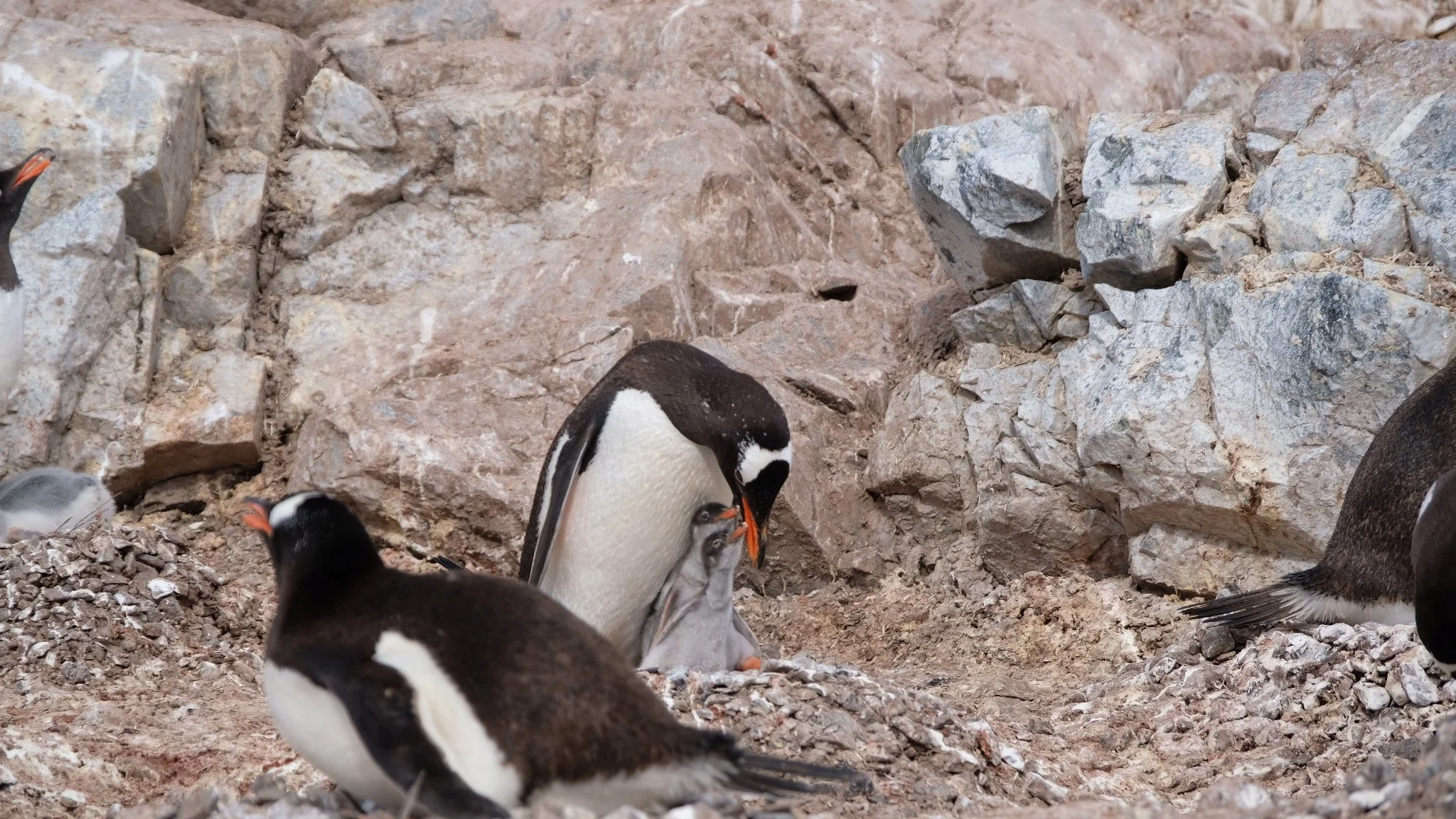 Gentoo Penguins, Antarctica, January 2018