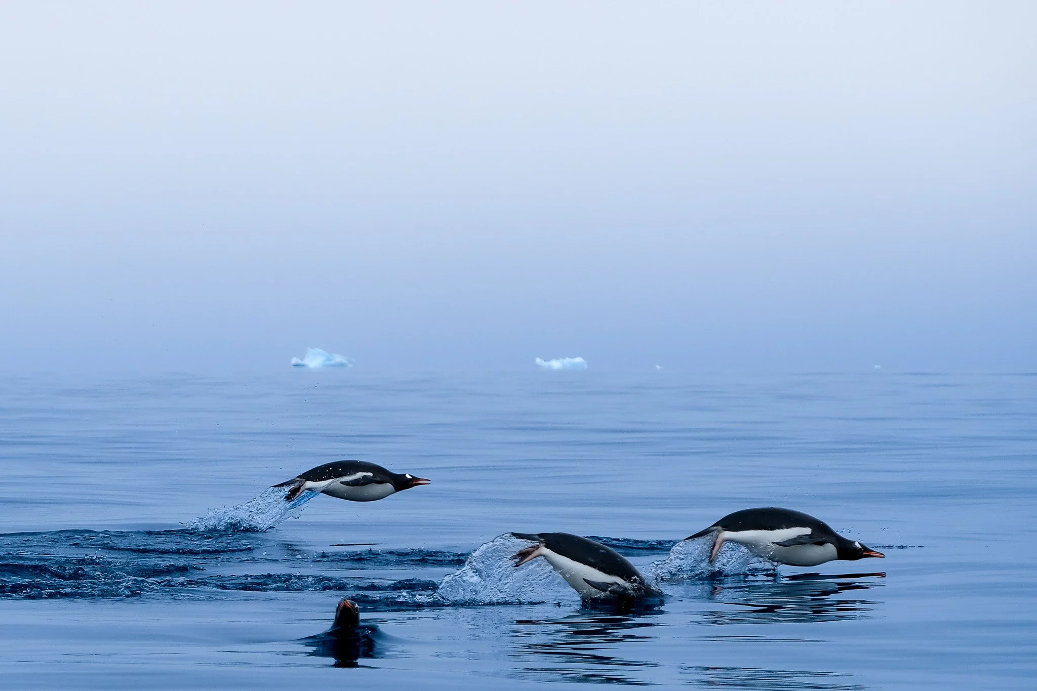 Gentoo Penguins, Antarctica, January 2018