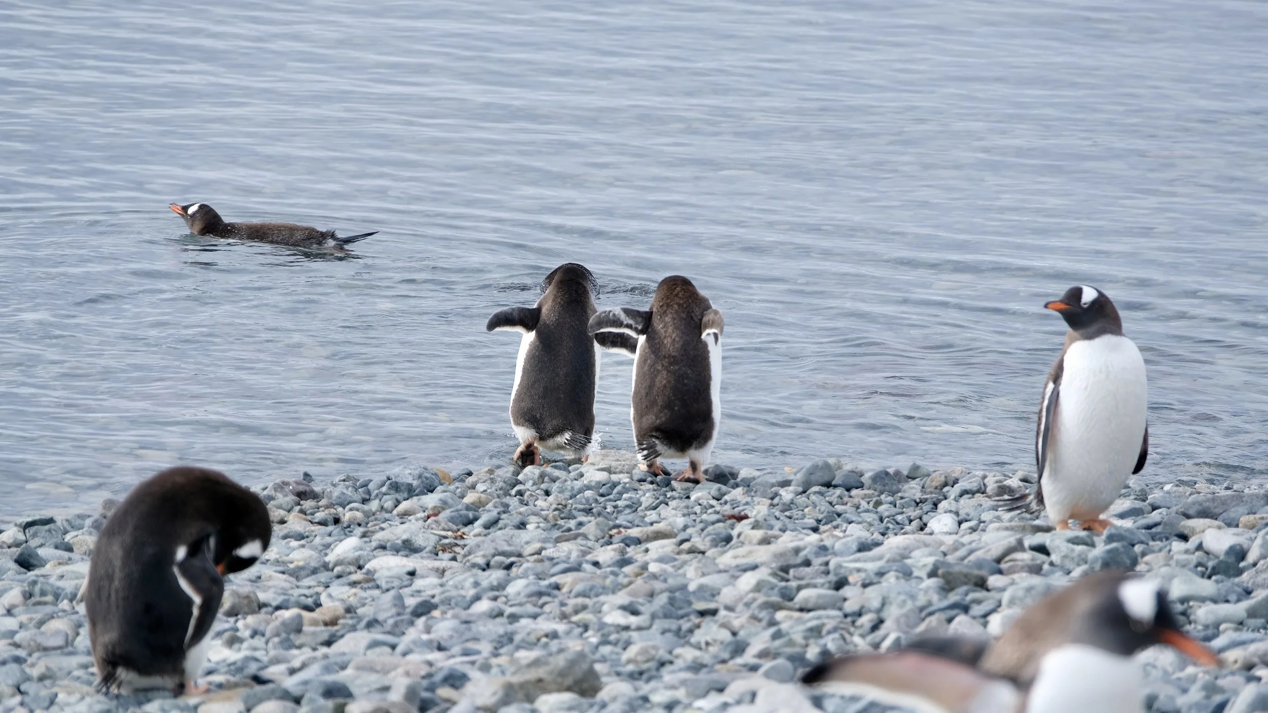 Gentoo Penguins, Antarctica, January 2018