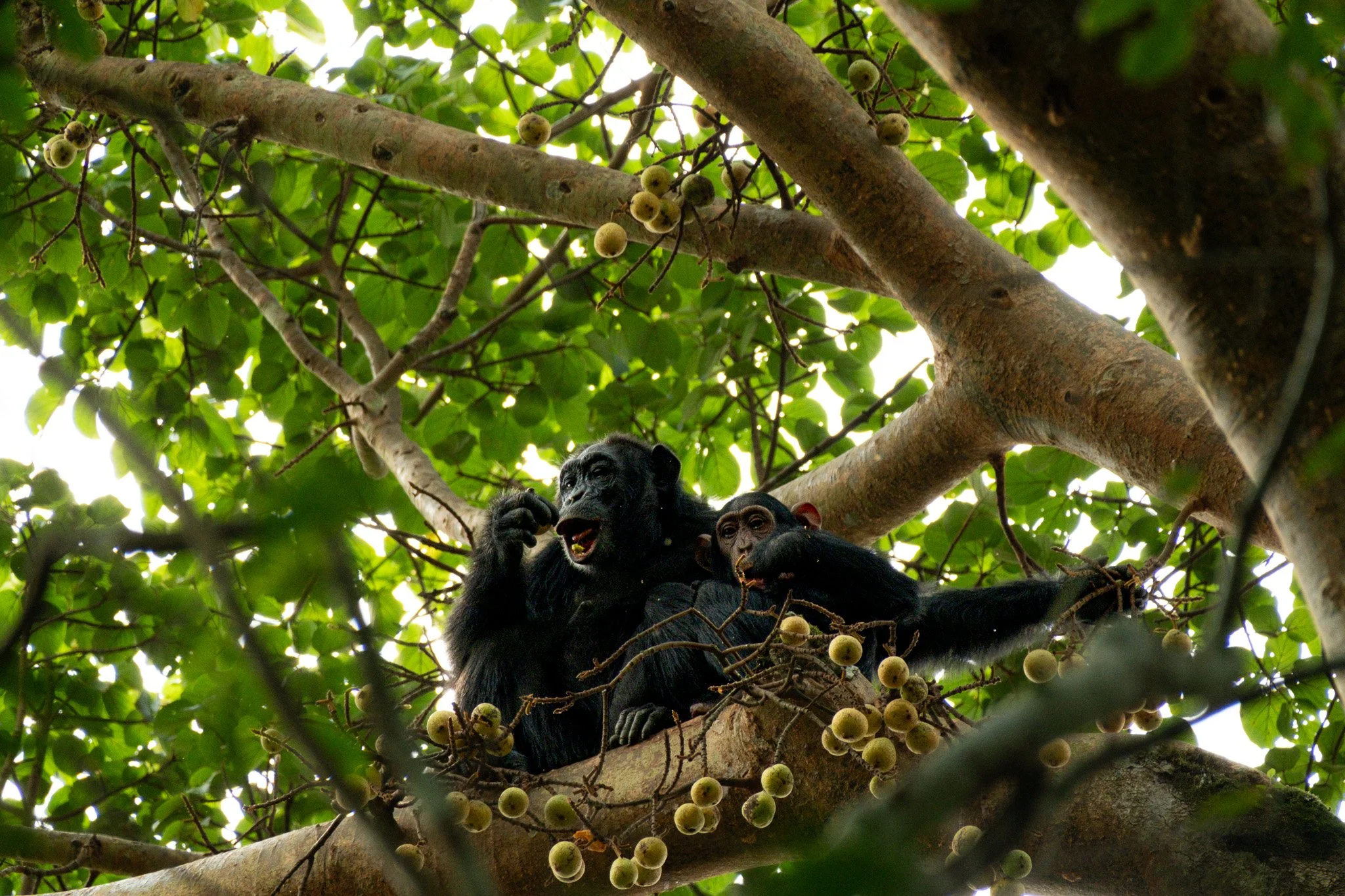 Mama and Baby Chimpanzee, Kibale National Park, Uganda, July 2025