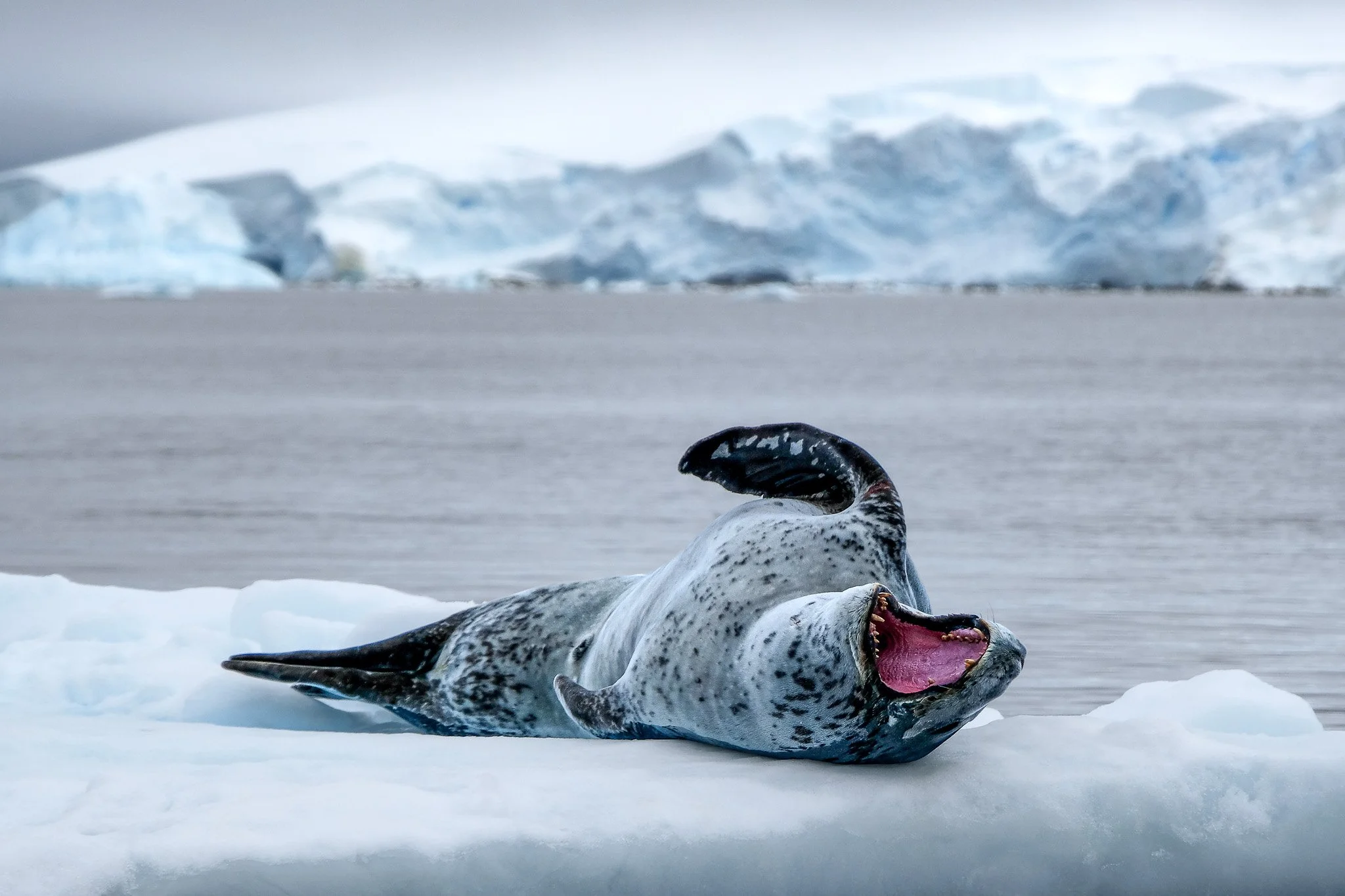 Leopard Seal, Antarctica, January 2018