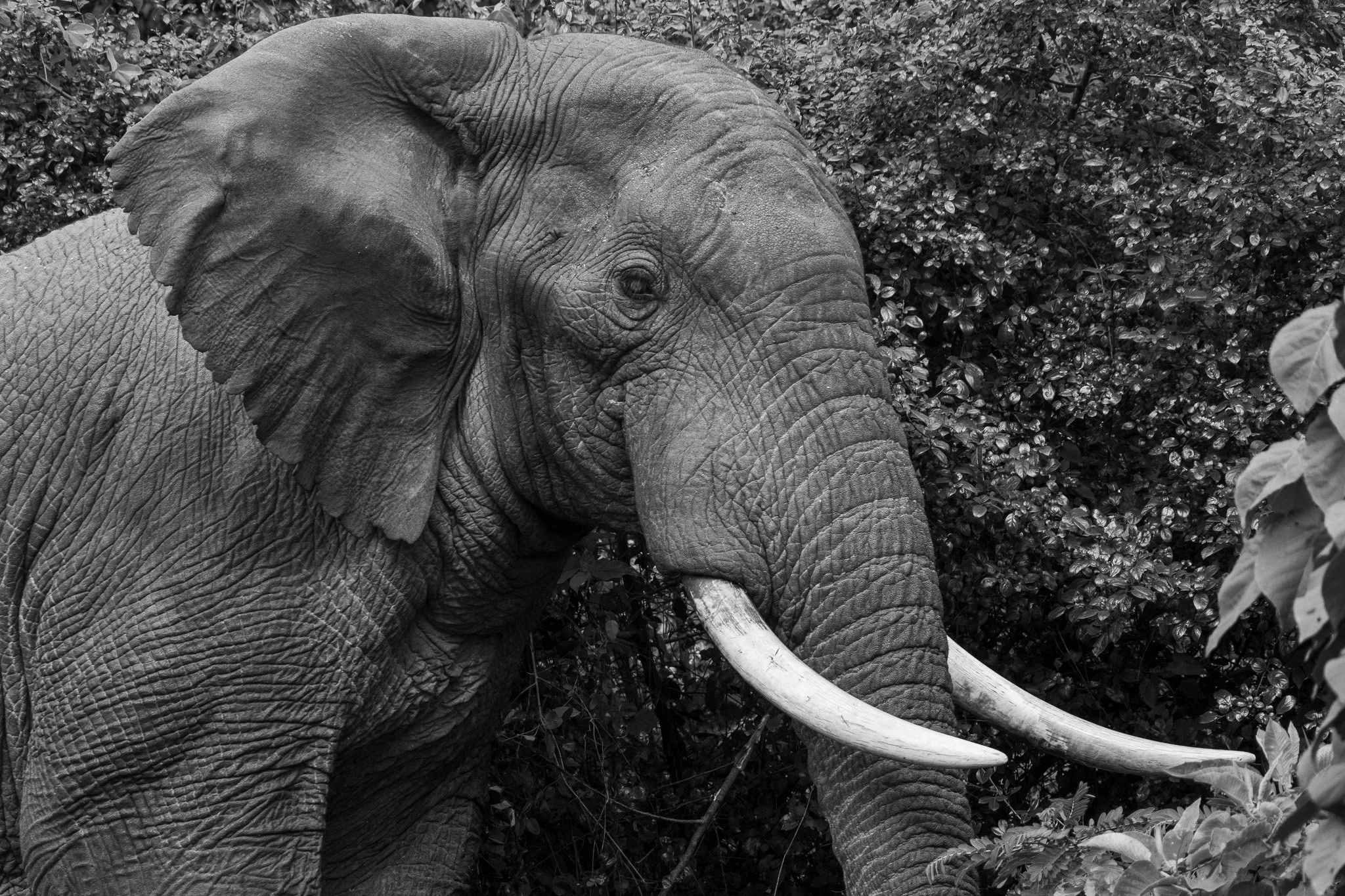 African Elephant, Amboseli National Park, Kenya, August 2025