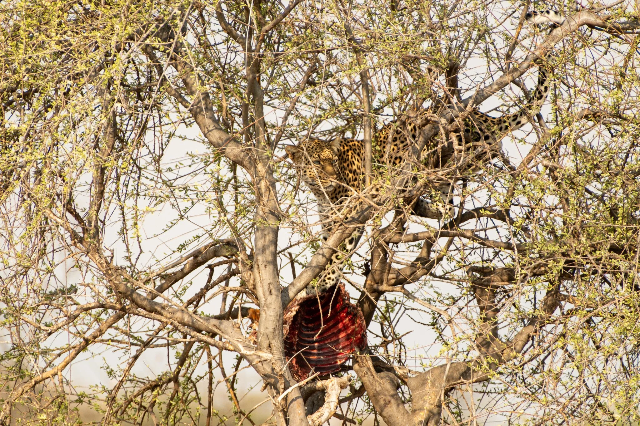 Leopard, Samburu National Reserve, Kenya, July 2025
