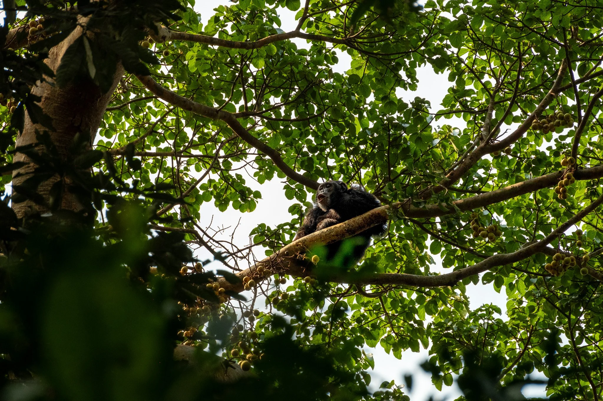Chimpanzee, Kibale National Park, Uganda, July 2025