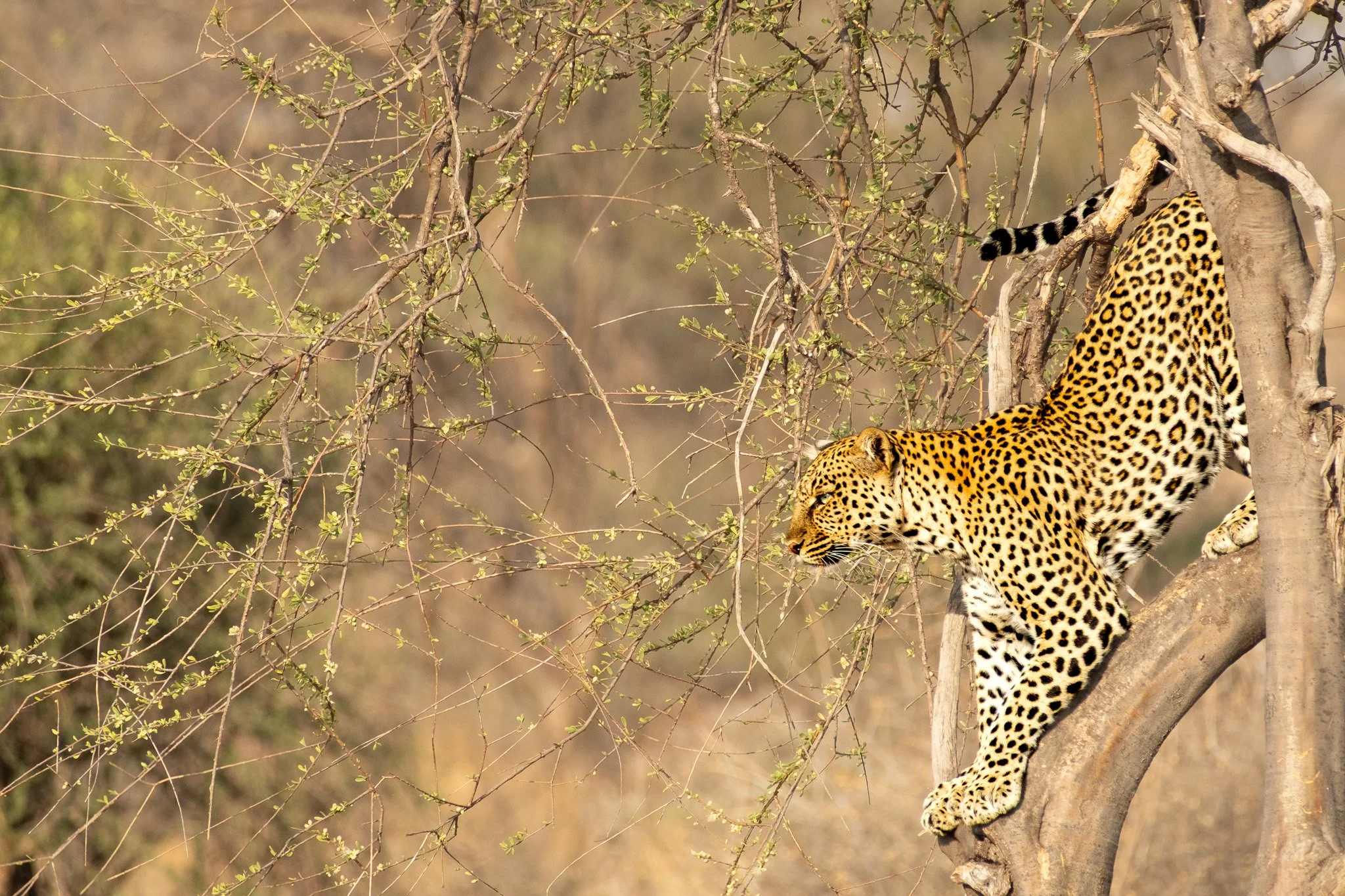 Leopard, Samburu National Reserve, Kenya, July 2025