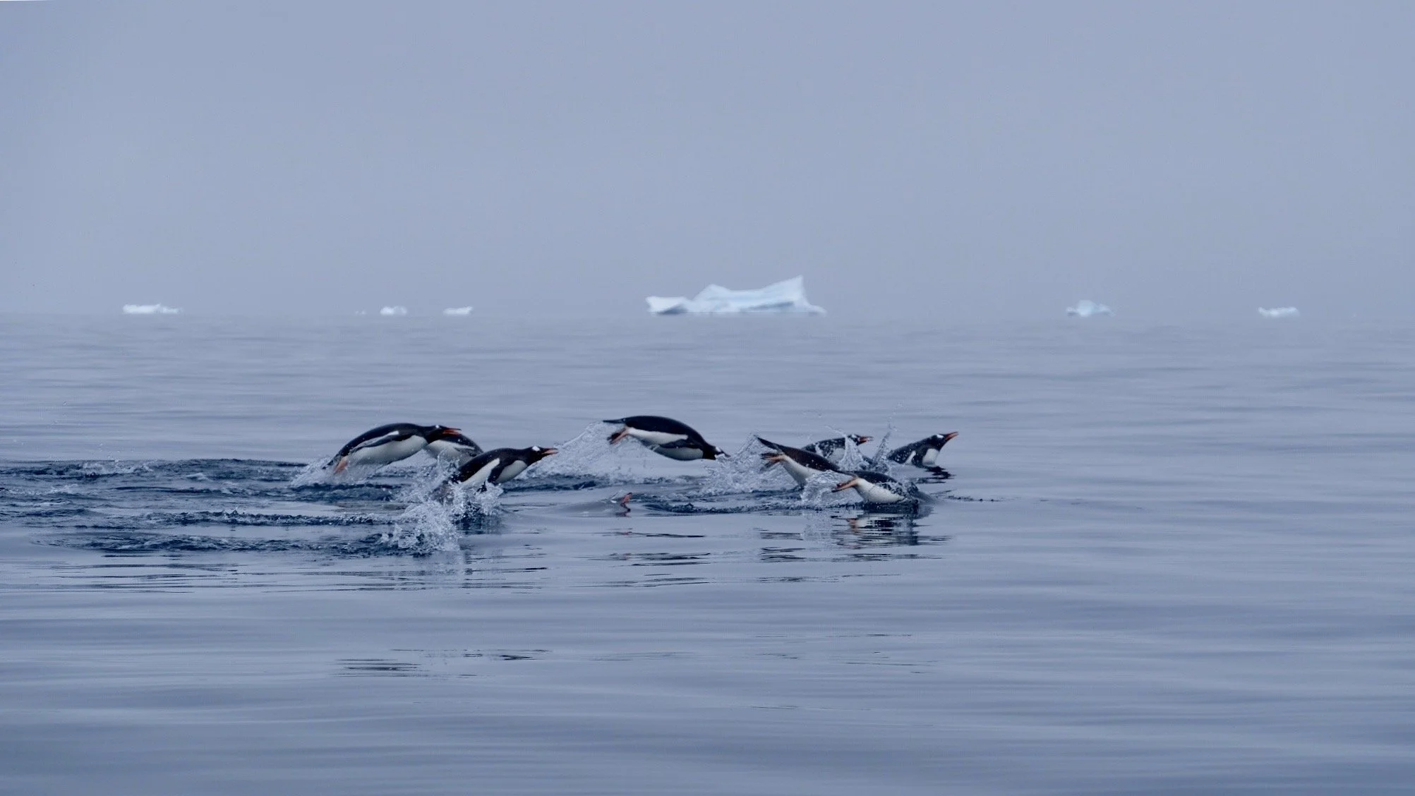 Gentoo Penguins, Antarctica, January 2018