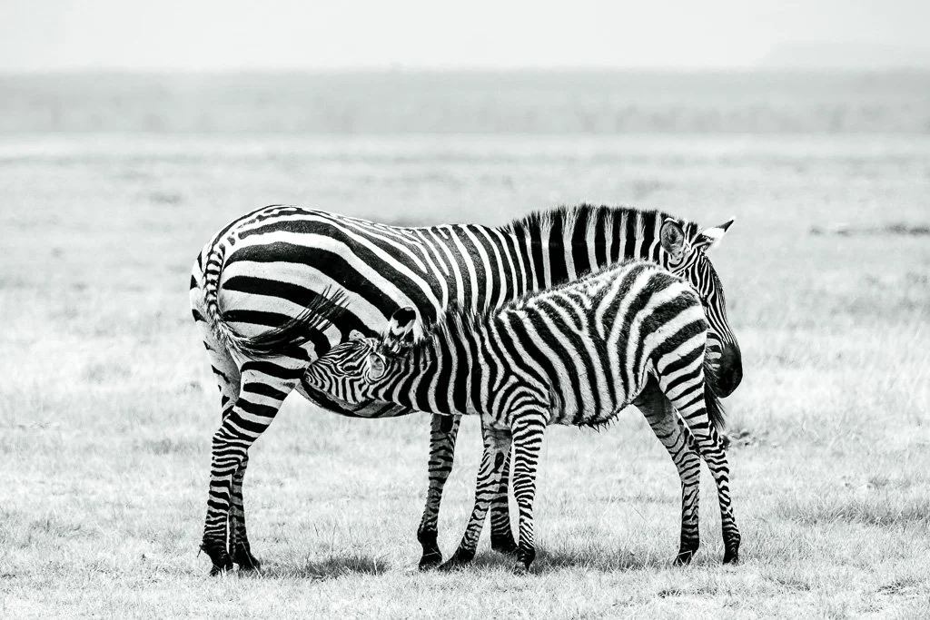 Two zebras, one adult and one foal, standing on grass in a savannah in Serengeti National Park, Tanzania, with the foal nursing from the adult.