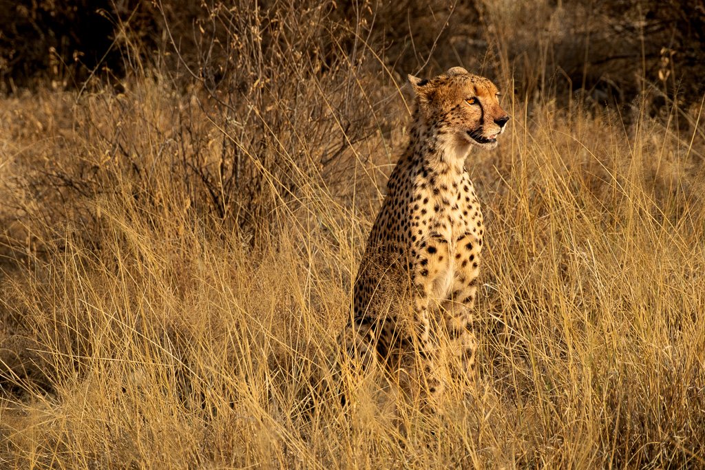 Big Cats
