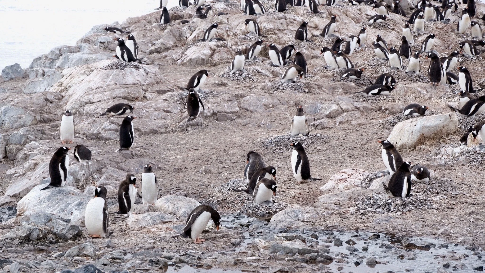 Gentoo Penguins, Antarctica, January 2018