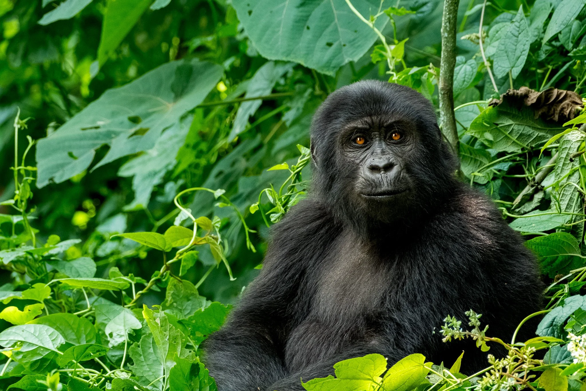 Female Gorilla, Bwindi Impenetrable Forest, Uganda, July 2025