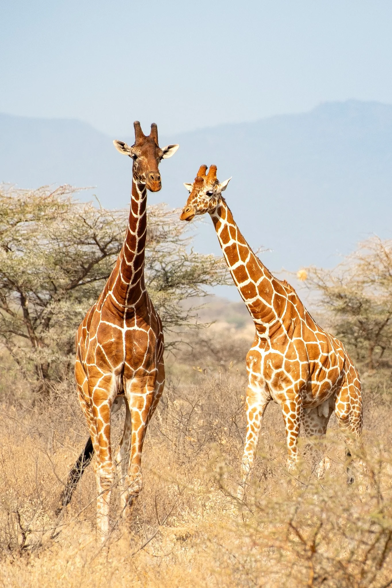 Reticulated Giraffes, Nakuru National Park, Kenya, August 2025