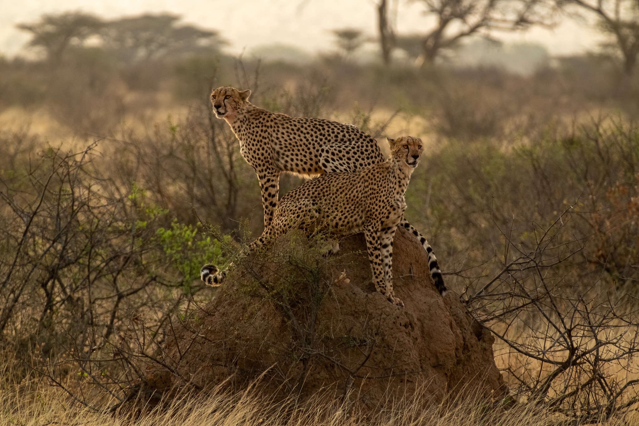 Cheetahs, Samburu National Preserve, Kenya, July 2025