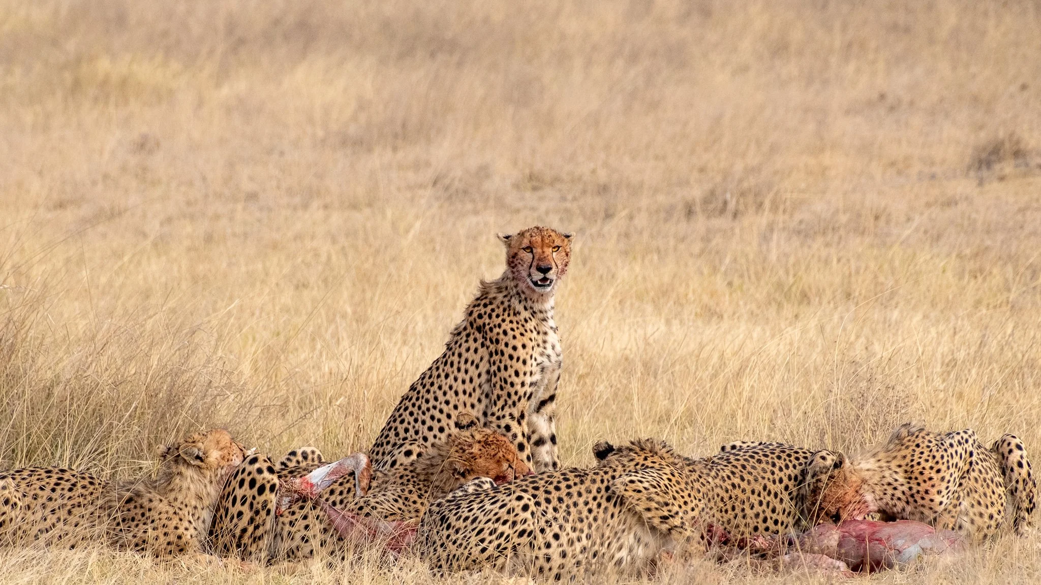 Cheetahs, Amboseli National Park, Kenya, August 2025