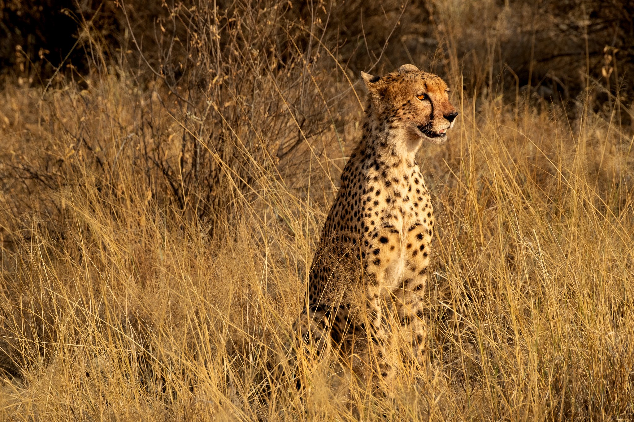 Cheetah, Samburu National Preserve, Kenya, July 2025