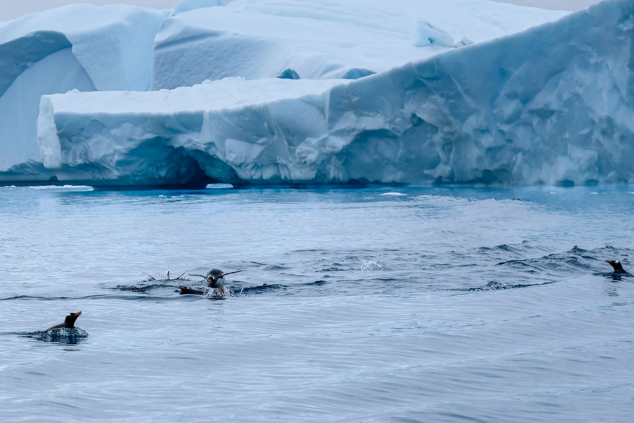 Gentoo Penguins, Antarctica, January 2018