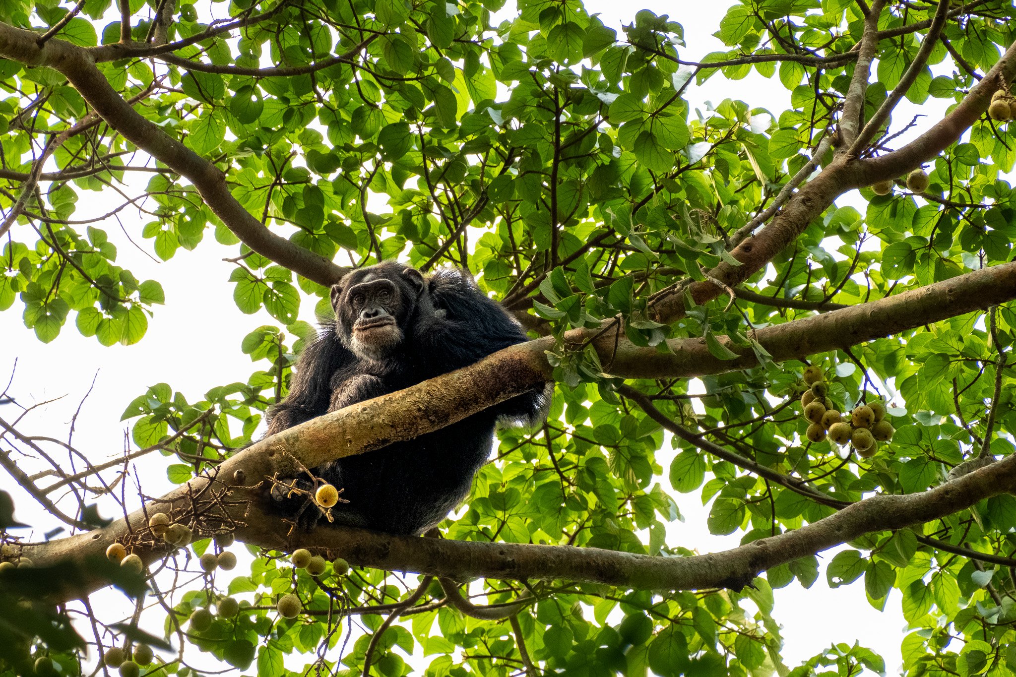 Chimpanzee, Kibale National Park, Uganda, July 2025