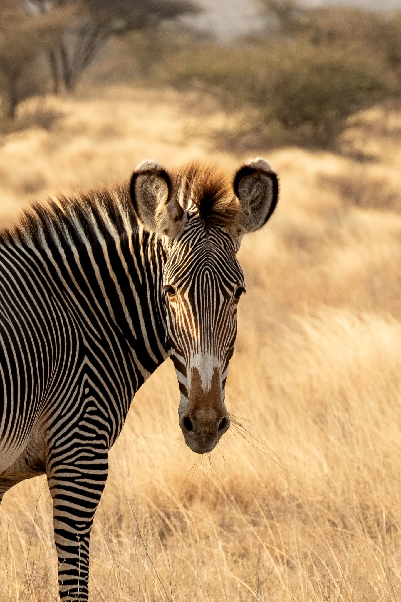 Grevy's Zebra, Samburu National Preserve, Kenya, July 2025