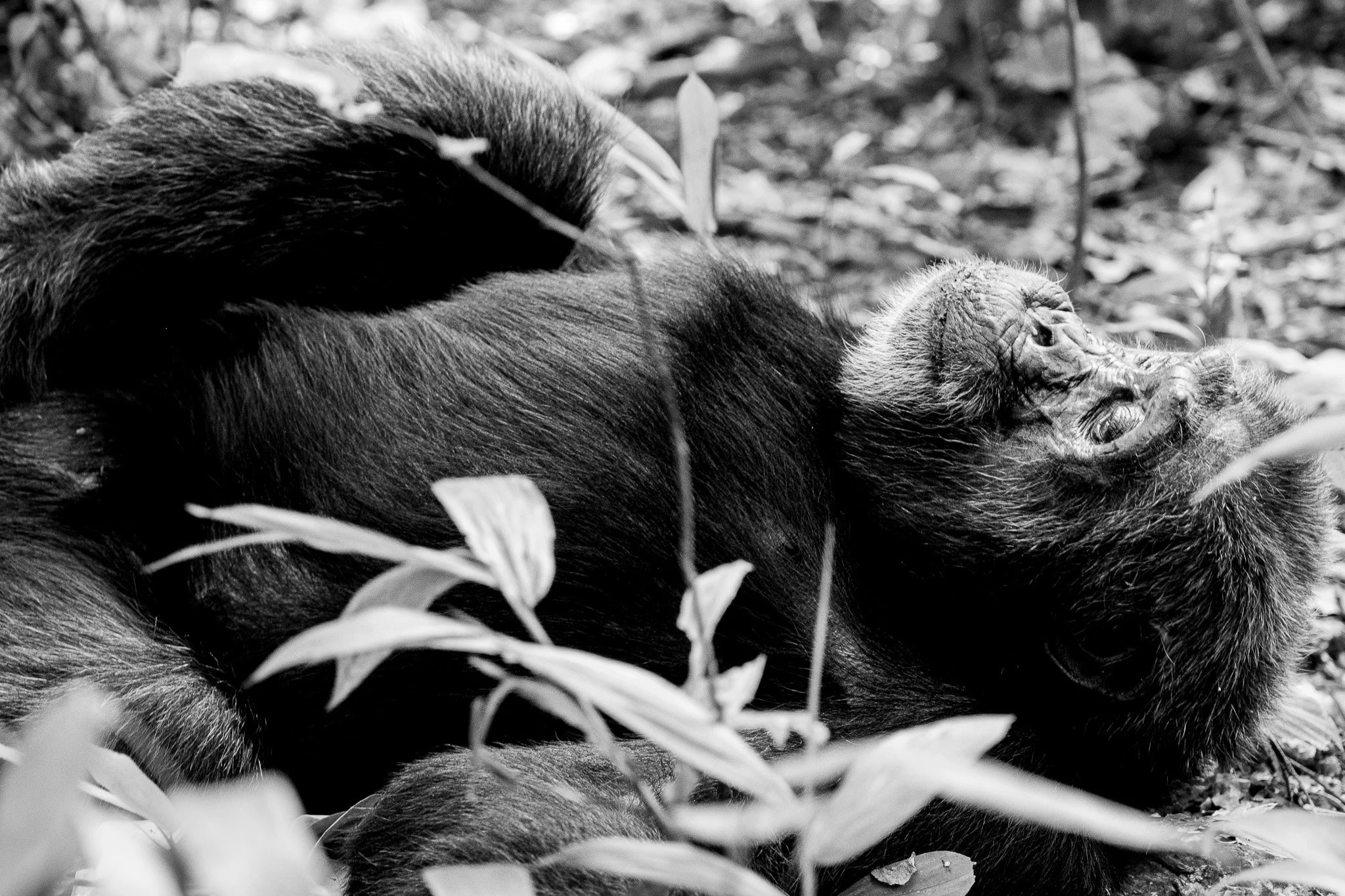 Chimpanzee, Kibale National Park, Uganda, July 2025