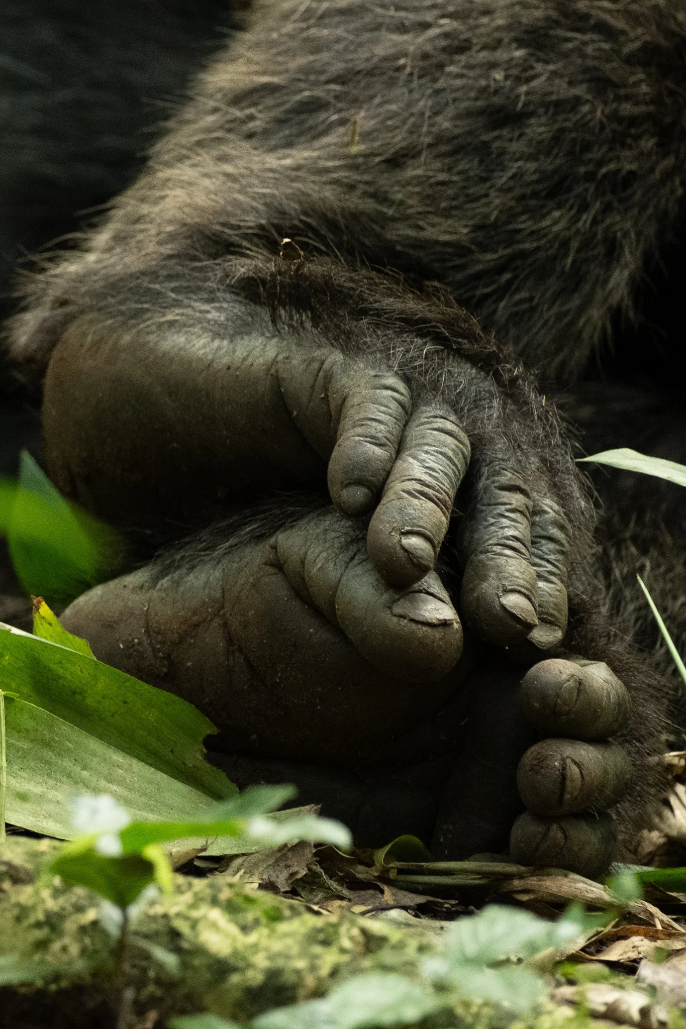Chimpanzee, Kibale National Park, Uganda, July 2025