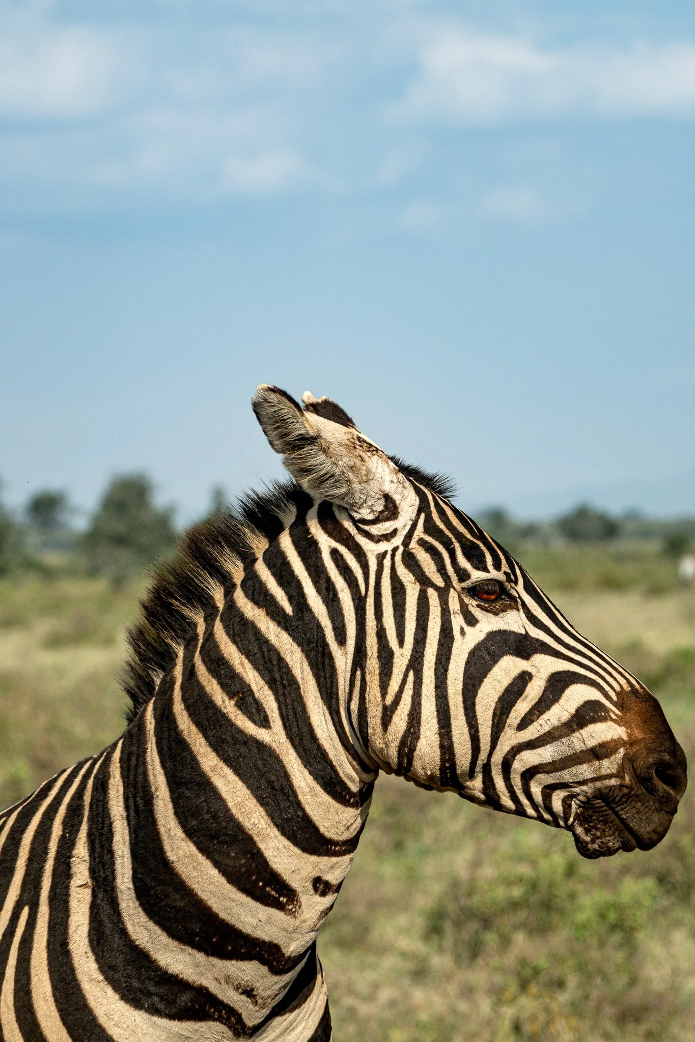 Zebra, Serengeti National Park, Tanzania, August 2025