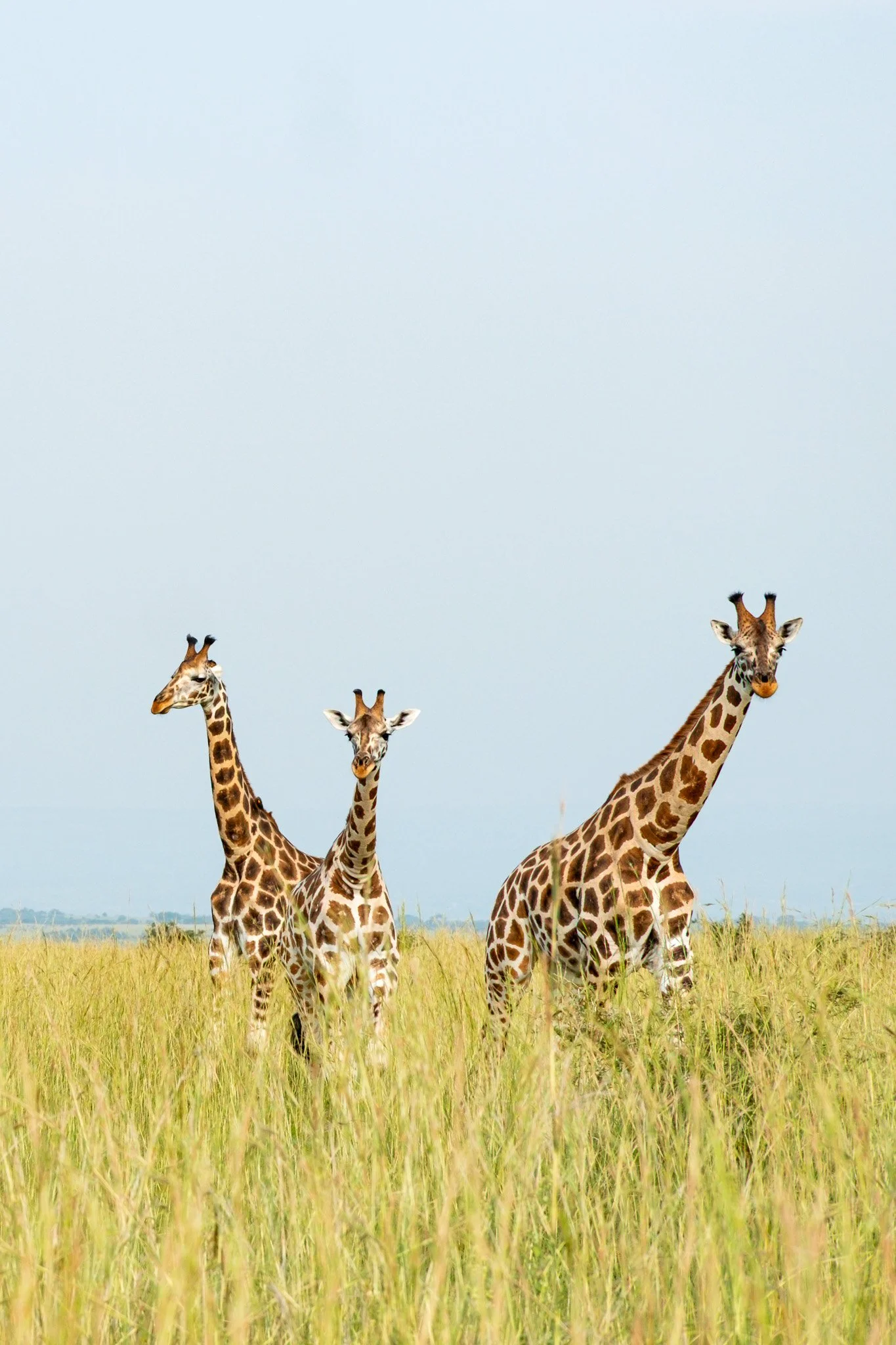 Nubian Giraffes, Murchison Falls National Park, Uganda, July 2025